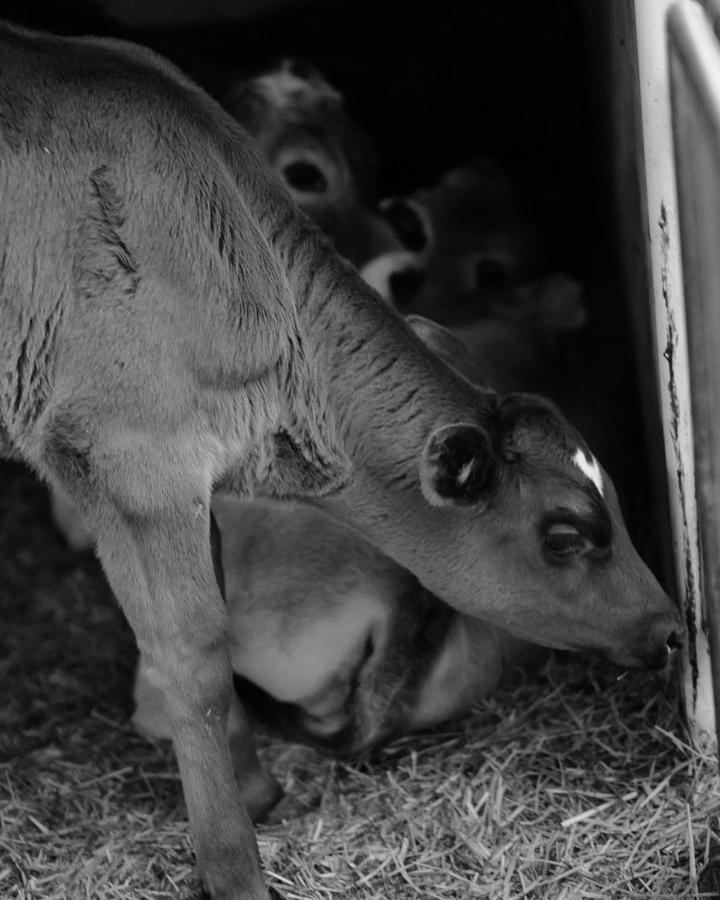 Hoarachhof Séjour à la ferme Innsbruck